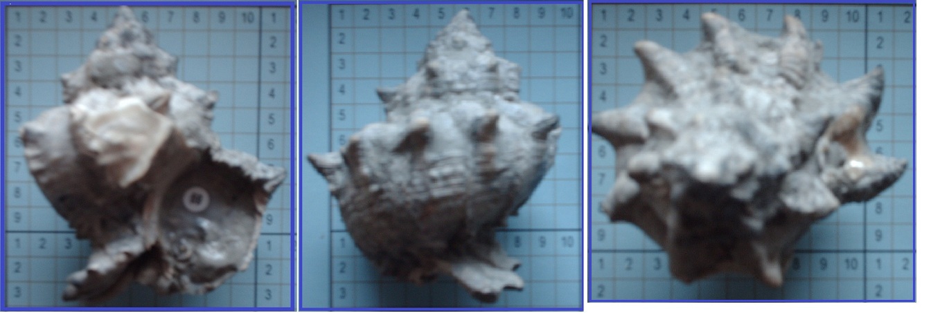 Hexaplex trunculus conglobatus (Michelotti,1841)
